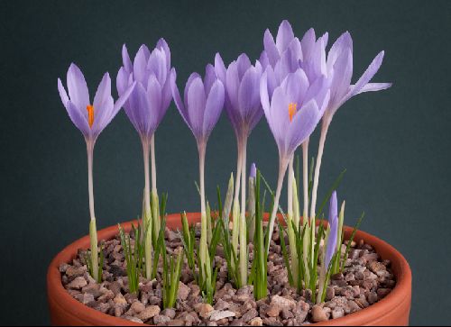 Crocus serotinus